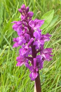 <i>Dactylorhiza maculata</i>