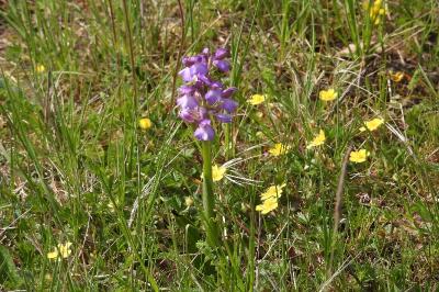 <i>Anacamptis morio</i>