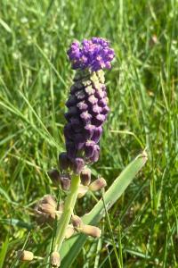 <i>Muscari comosum</i>