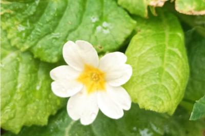 <i>Primula vulgaris</i>
