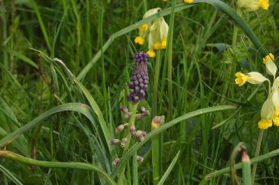 <i>Muscari comosum</i>