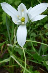 <i>Ornithogalum divergens</i>
