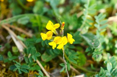 <i>Hippocrepis comosa</i>