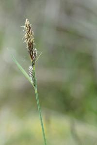 <i>Carex flacca</i>