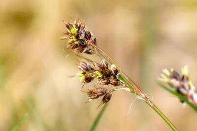 <i>Luzula campestris</i>