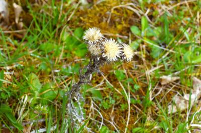 <i>Carlina vulgaris</i>