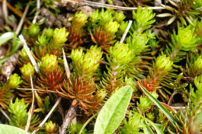 <i>Petrosedum rupestre</i>