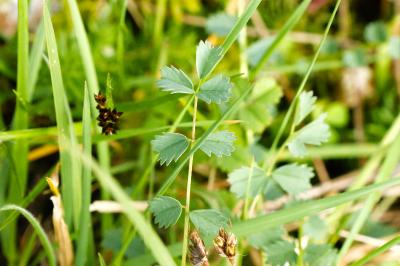<i>Poterium sanguisorba</i>