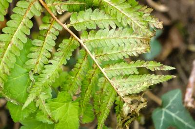 <i>Dryopteris filix-mas</i>
