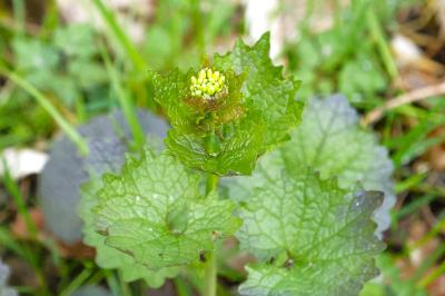 <i>Alliaria petiolata</i>