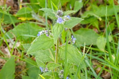 <i>Pentaglottis sempervirens</i>
