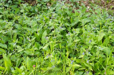 <i>Pentaglottis sempervirens</i>