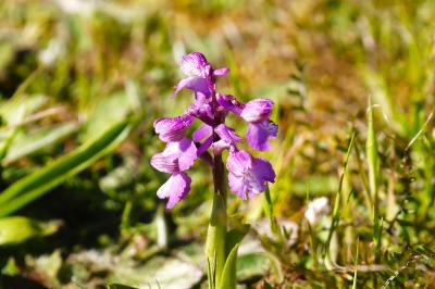 <i>Anacamptis morio</i>