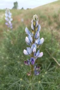 <i>Lupinus angustifolius</i>