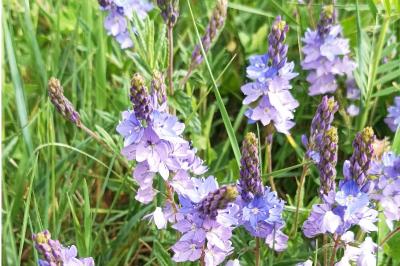 <i>Veronica bastardii</i>