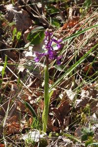 <i>Anacamptis morio</i>