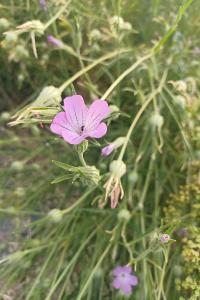 <i>Agrostemma githago</i>