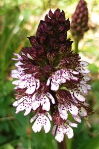 <i>Orchis purpurea</i>