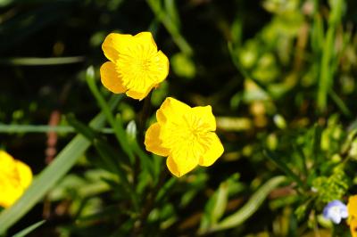 <i>Ranunculus repens</i>