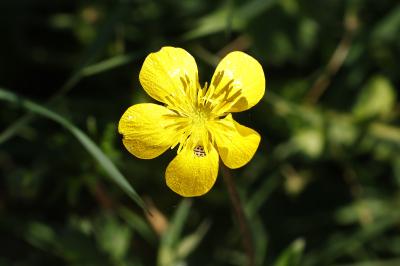 <i>Ranunculus repens</i>