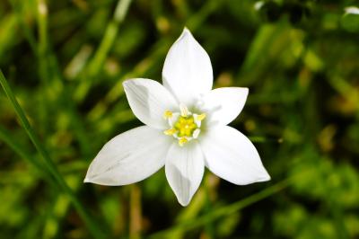 <i>Ornithogalum</i>