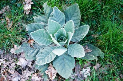<i>Verbascum</i>