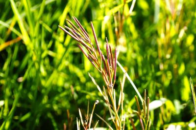 <i>Cardamine hirsuta</i>