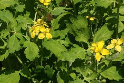 <i>Chelidonium majus</i>
