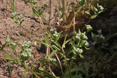<i>Valerianella locusta</i>