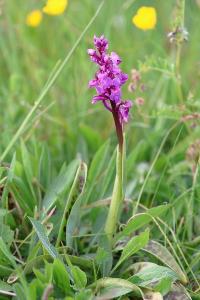 <i>Orchis mascula</i>