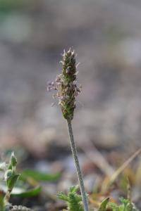 <i>Plantago coronopus</i>