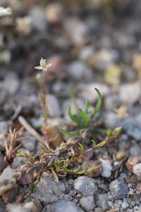 <i>Sagina apetala</i>