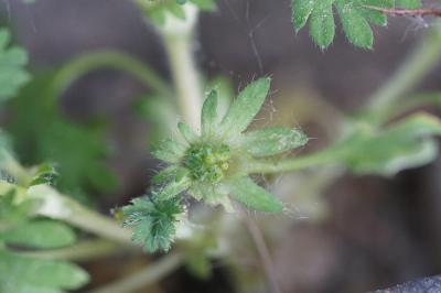 <i>Aphanes australis</i>