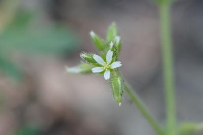 <i>Cerastium glomeratum</i>
