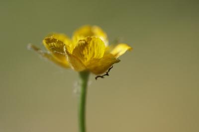 <i>Ranunculus paludosus</i>