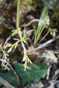 <i>Ranunculus paludosus</i>
