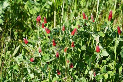 <i>Trifolium incarnatum</i>