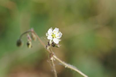 <i>Spergula arvensis</i>