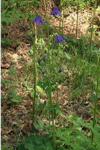 <i>Aquilegia vulgaris</i>