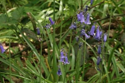 <i>Hyacinthoides non-scripta</i>