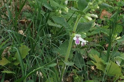 <i>Melittis melissophyllum</i>