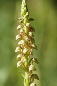 <i>Orchis anthropophora</i>