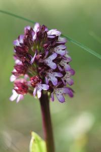 <i>Orchis purpurea</i>