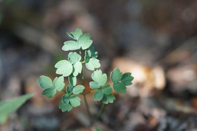 <i>Thalictrum minus</i>