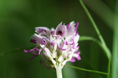<i>Orchis simia</i>