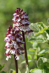 <i>Orchis purpurea</i>