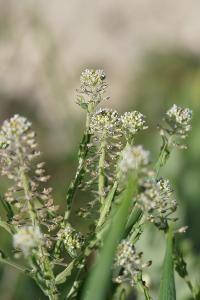 <i>Lepidium campestre</i>
