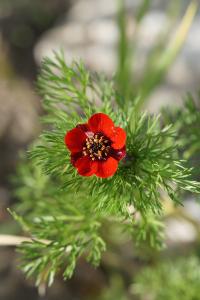 <i>Adonis annua</i>
