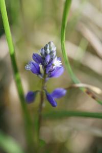 <i>Polygala calcarea</i>