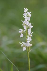 <i>Orchis mascula</i>